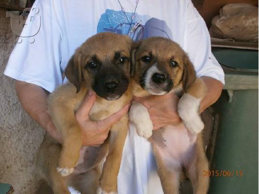 PoulaTo: Κουταβακια 2,5 μηνων χαριζονται