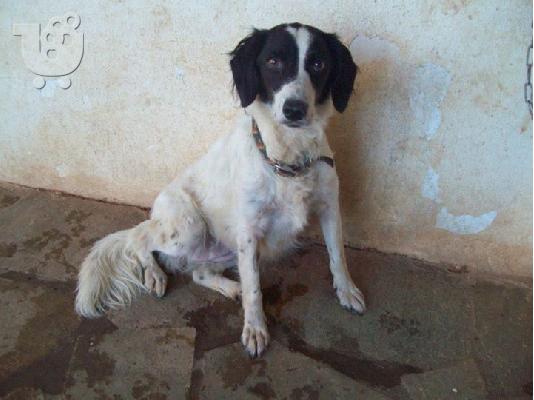 PoulaTo: Σκυλιτσα συντροφιας μικρομεσαιου μεγεθους χαριζεται