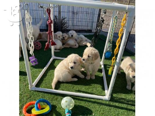 PoulaTo: Όμορφα κουτάβια Golden Retriever