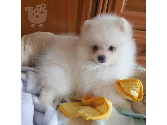 PoulaTo: Καταπληκτικά κουτάβια από Pomeranian!