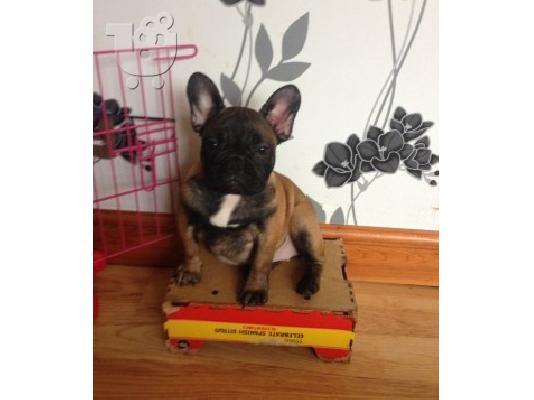 χαριτωμένο γαλλικό μπουλντόγκ