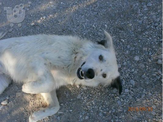 Κουκλα ημιαιμη τσοπανα χαριζεται