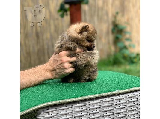 PoulaTo: POMERANIAN