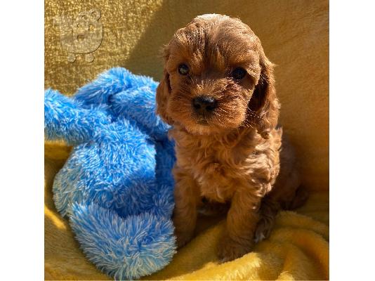 Το υπέροχο cavapoo μας είχε ένα σκουπίδι από 6 κόκκινα...