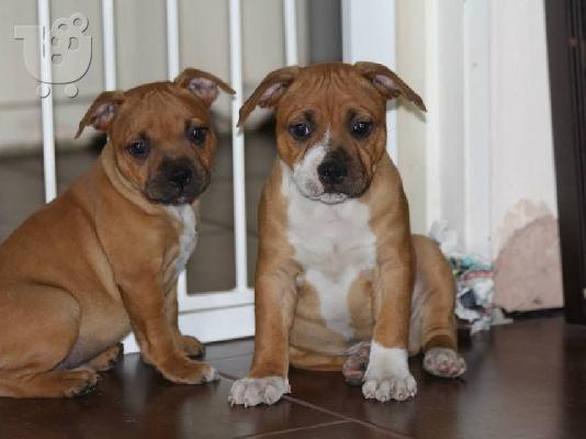 PoulaTo: amstaff
