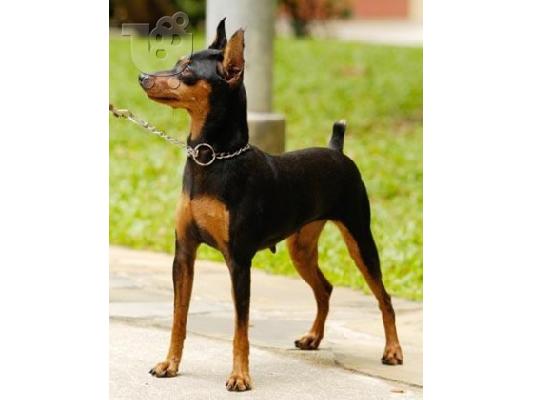 PoulaTo: καθαρόαιμα ετοιμοπαράδοτα pincher