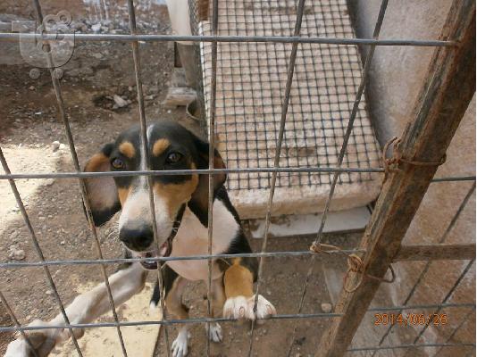 Μικροσωμη σκυλιτσα ψαχνει σπιτακι