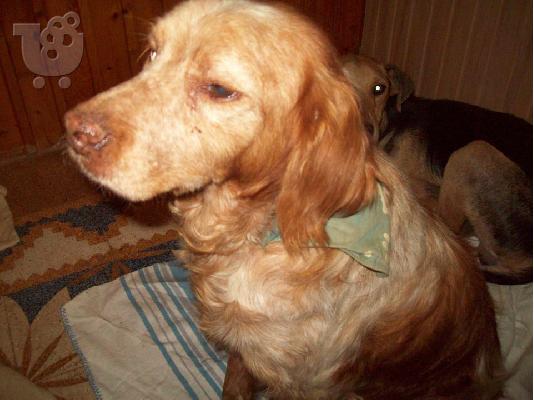 Ο Ryan 6.5 ετων