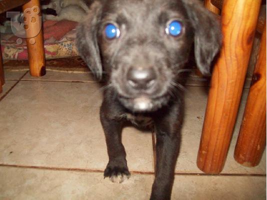 Μικροσωμο κουταβακι