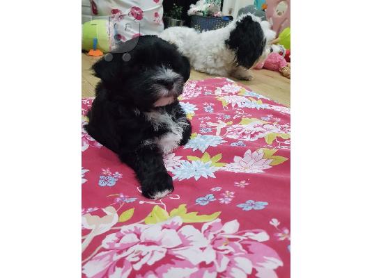 PoulaTo: Κουτάβια Havanese