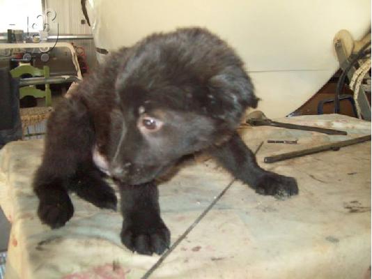 Τσοπανοκουταβακια 2μισι μηνων χαριζονται