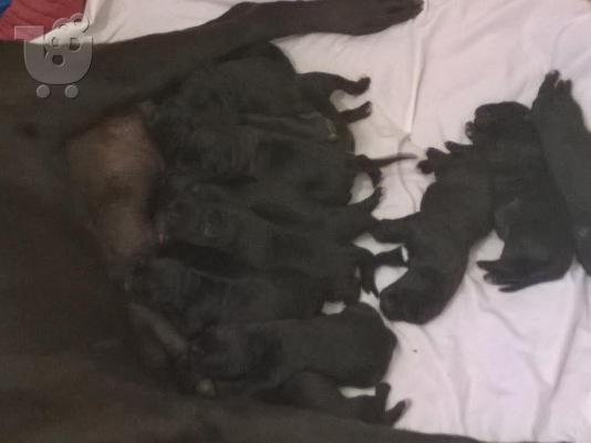 PoulaTo: Πωλούνται Cane Corso