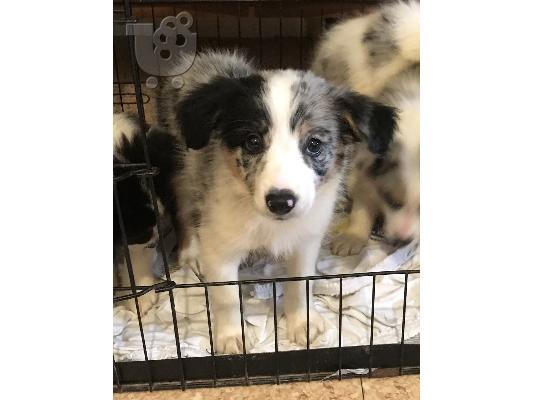 Κουτάβια Border Collie