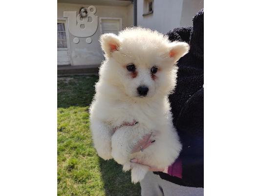 Samoyed κουτάβια