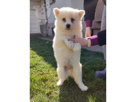 Samoyed κουτάβια