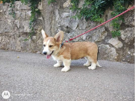 Pembroke Welsh Corgi κουτάβια