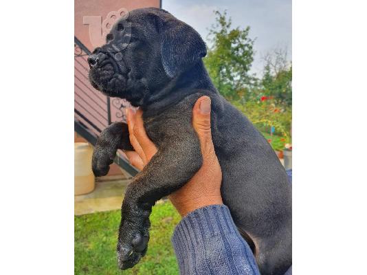 Cane Corso κουτάβια