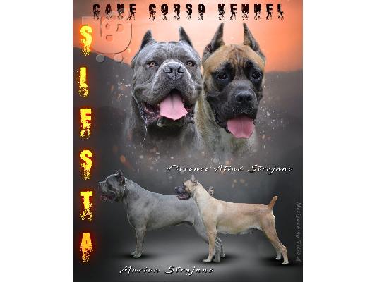PoulaTo: Cane Corso TOP κουτάβια προς πώληση