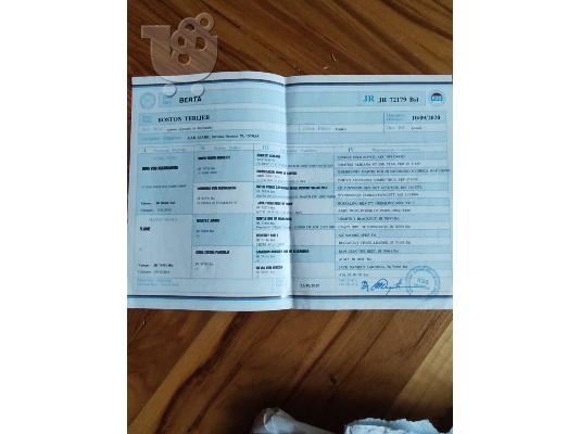 Τεριέ της Βοστώνης κουτάβια