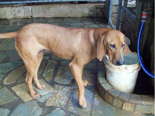 Καθαροαιμη Βιζλα χαριζεται