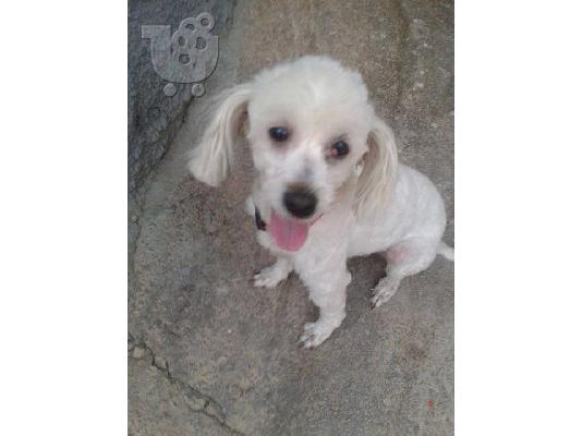 Κανις/Μαλτεζ χαριζεται