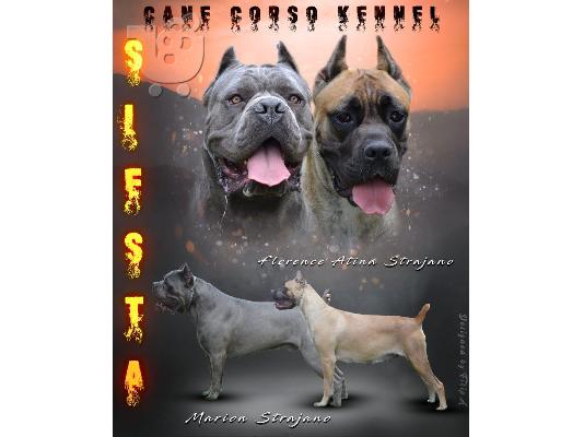 PoulaTo: Cane Corso κουτάβια