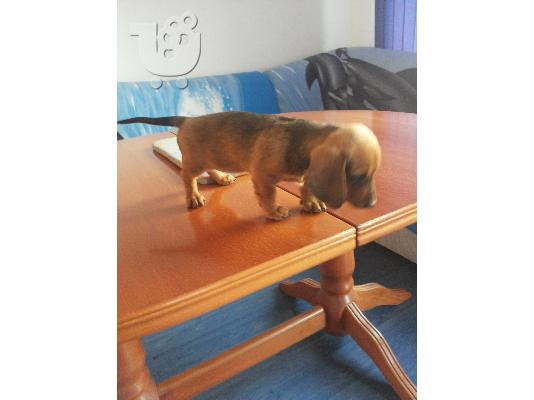 Ντατσχουντ – 300 euro