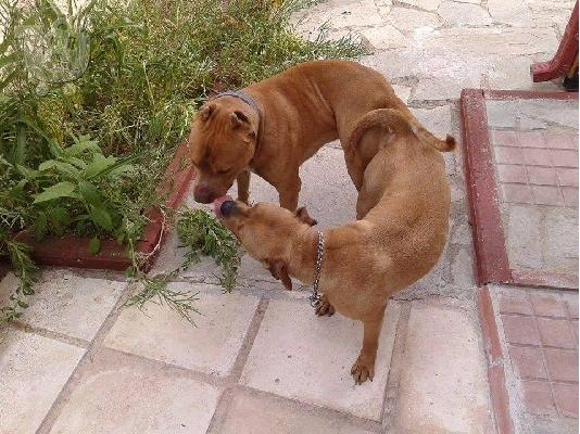 πωλουνται κουταβακια sxedon 2 μηνων american staffordshire με red nose...