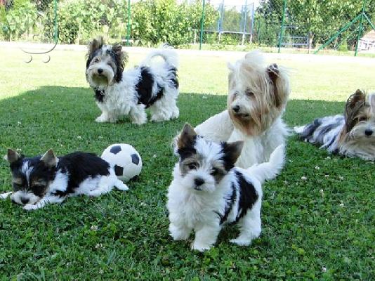 Χαριτωμένο καθαρόαιμο κουτάβι biewer yorkshire terrier