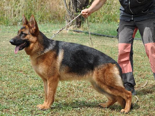 ΚΟΥΤΑΒΙ ΑΡΙΣΤΟ ΓΕΡΜΑΝΙΚΟΣ ΠΟΙΜΕΝΙΚΟΣ