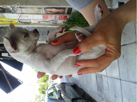 ΠΩΛΟΥΝΤΑΙ ΤΣΙΟΥΑΟΥΑ ΘΥΛΗΚΑ Κ ΕΝΑ ΤΟΥ