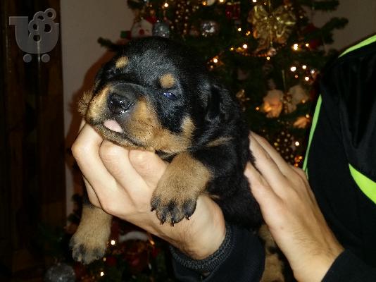 PoulaTo: POLOUNTE KATHAROAIMA KOUTAVIA ROTWAILER