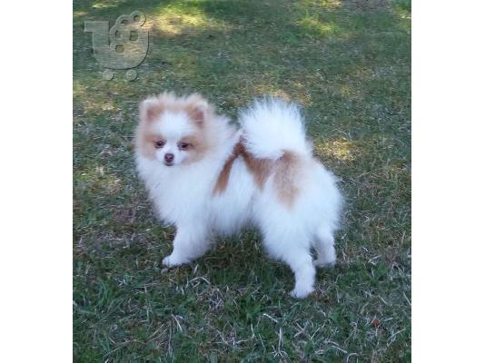 Spitz mini bicolour