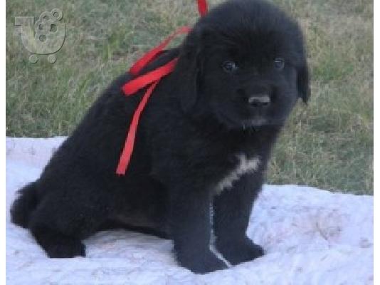 Ljupki psići iz Newfoundlanda kontaktirajte me putem (whatsapp 32460219218) ili (viber 237...