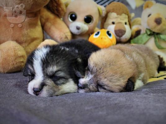 Ουαλικό corgi pembroke κουτάβια