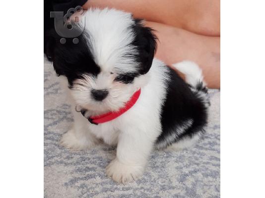 Χαριτωμένα κουτάβια Shih Tzu προς πώληση