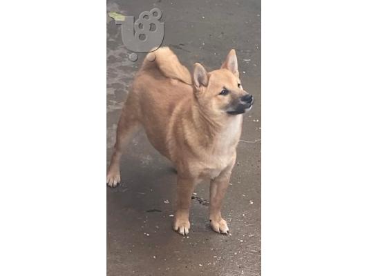 Shiba Inu κουτάβια