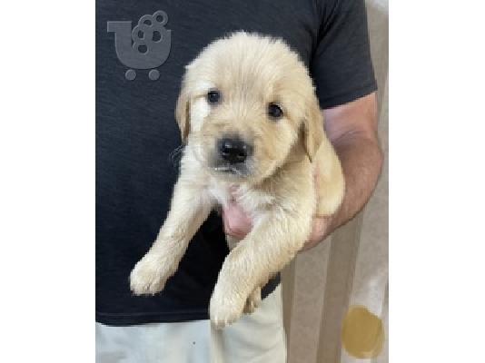 PoulaTo: goldern retriver puppies