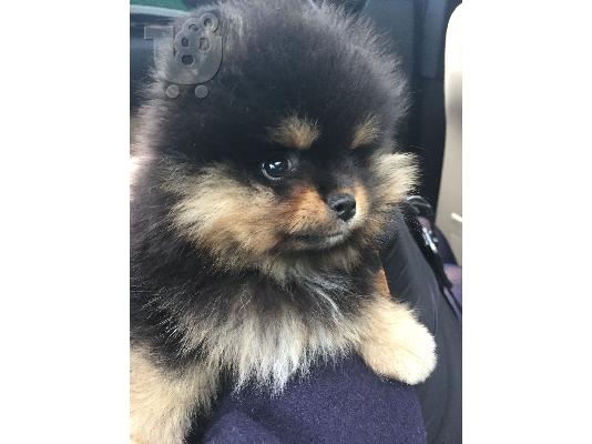 PoulaTo: Pomeranian toy