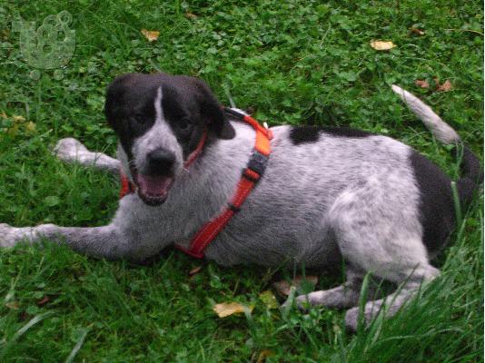 PoulaTo: Ελπίδα - μια υπέροχη κουταβίτσα!