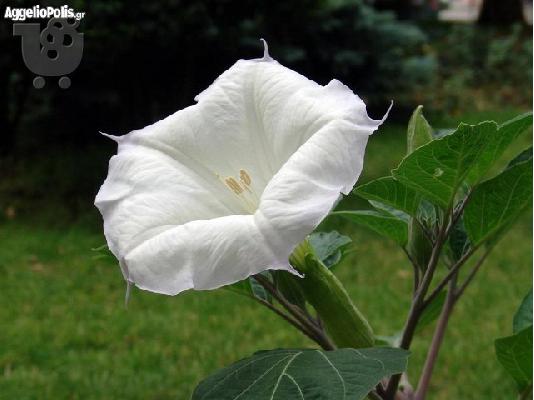 50 Σποροι Ασπρης Datura