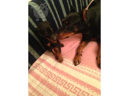 Κουταβι Doberman Καθαροαιμο