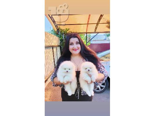 PoulaTo: Δύο φοβερά κουτάβια Pomeranian