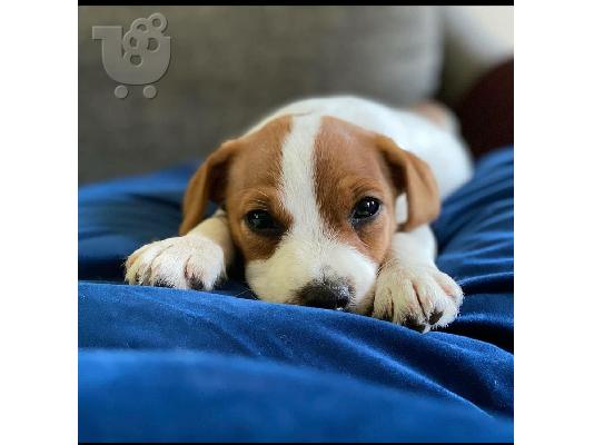 PoulaTo: ΖΗΤΕΙΤΑΙ ΚΑΘΑΡΌΑΙΜΟ ΚΟΥΤΆΒΙ JACK RUSSELL