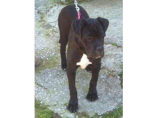 Cane Corso Καθαρόαιμο Κουτάβι