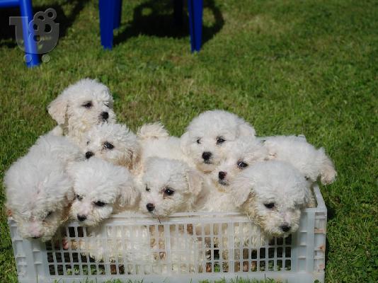 PoulaTo: bichon frise