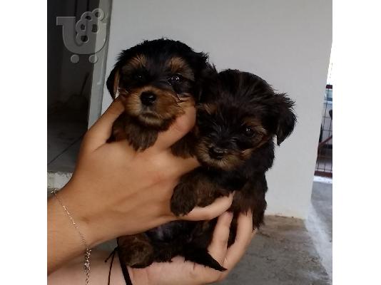 PoulaTo: Mini yorki!! ka8aroaimo!!!