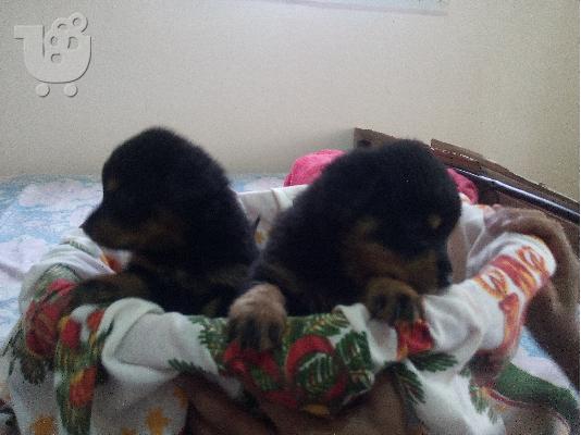 Rottweiler