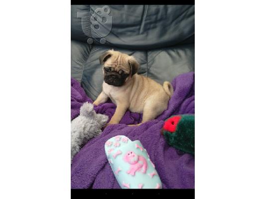 Όμορφα Pug κουτάβια προς πώληση