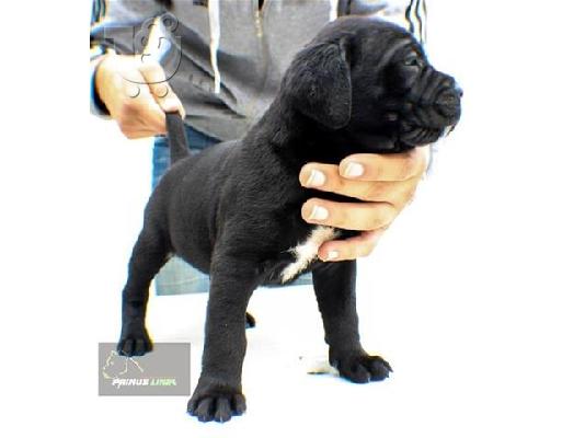 Cane Corso καθαροαιμα 6979314054 ΑΘΗΝΑ  6979314054